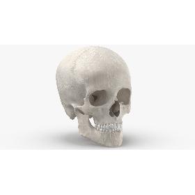 Real Human Woman Skull Cranial 01 With Teeth White 3D model